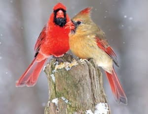 Ll backyard birds three