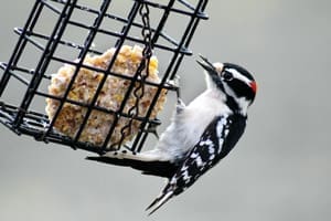 Ll backyard birds two