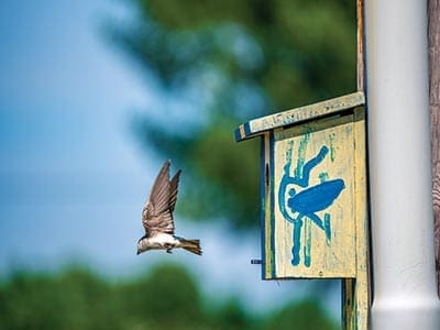 bird house