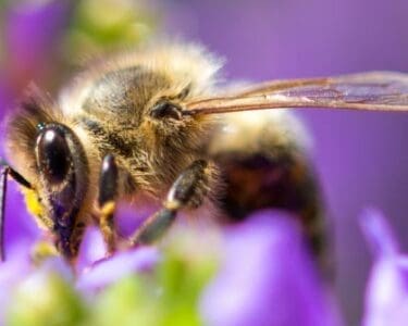 Bee a Responsible Gardener