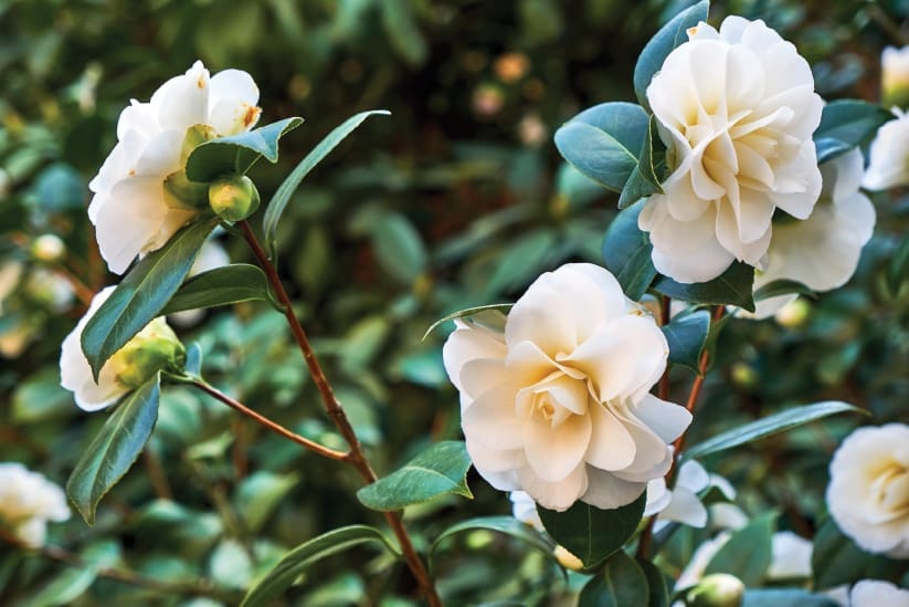white camellia