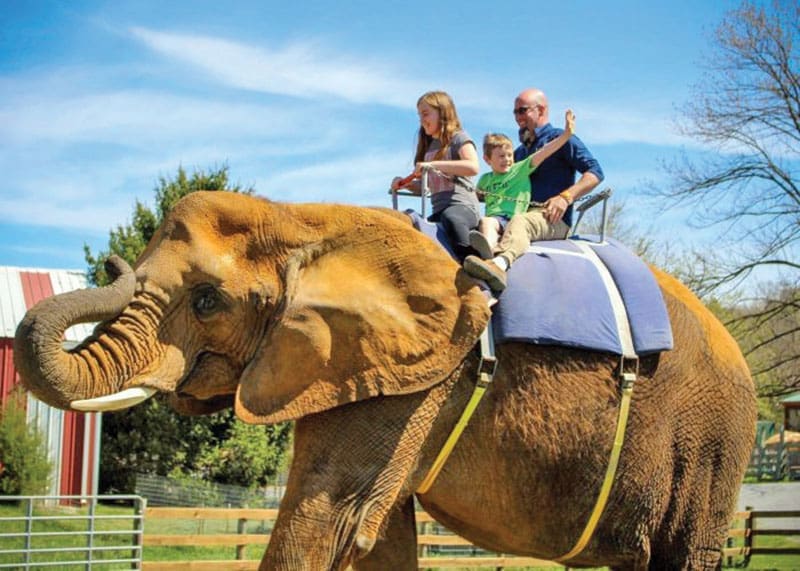 natural bridge zoo
