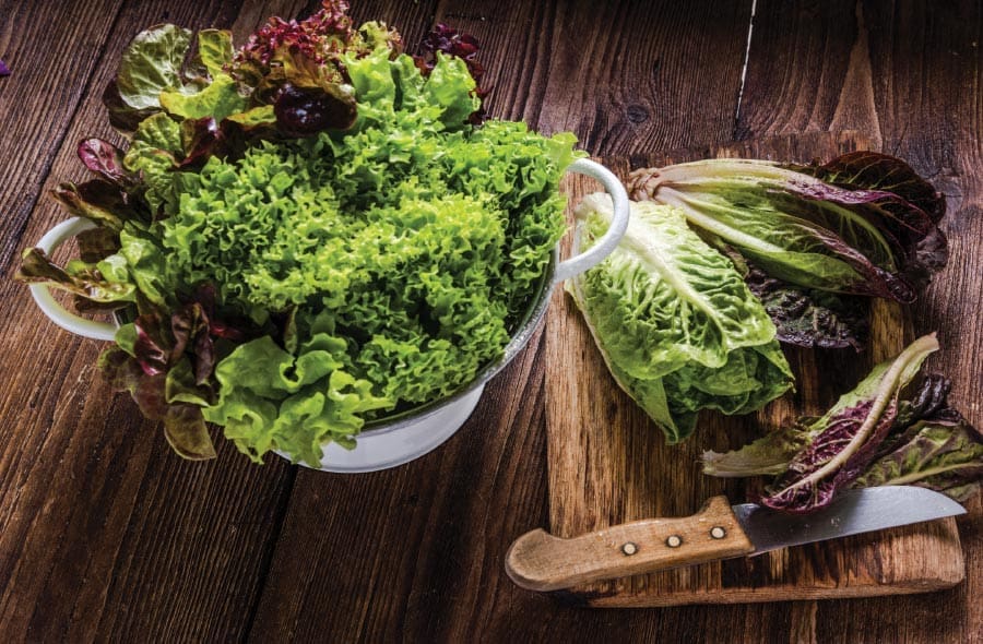 winter garden lettuce
