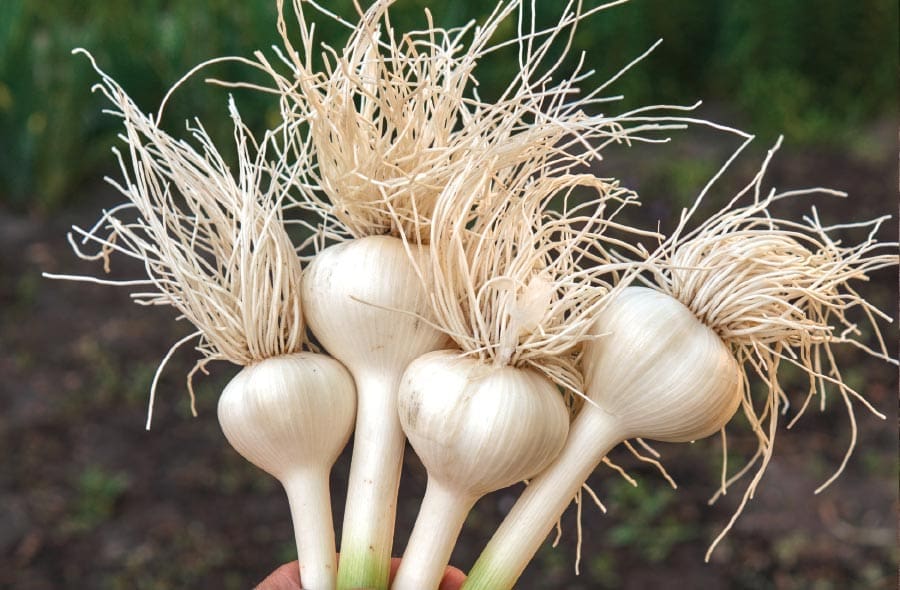 green onions winter garden