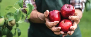 Apple tree grafting