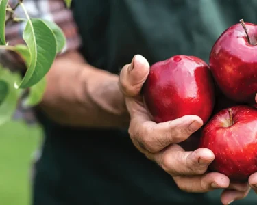 Apple tree grafting