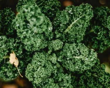 Kale as magnesium source c pexels eva bronzini 5758072
