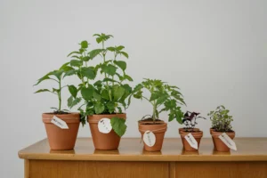 Container plants cpexels cottonbro studio 4503273
