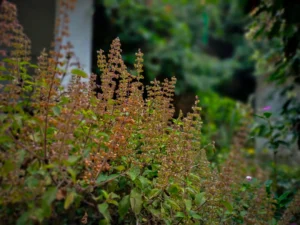 Tulsi csujoy paul unsplash